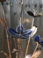 d. Titanium Flower.jpg